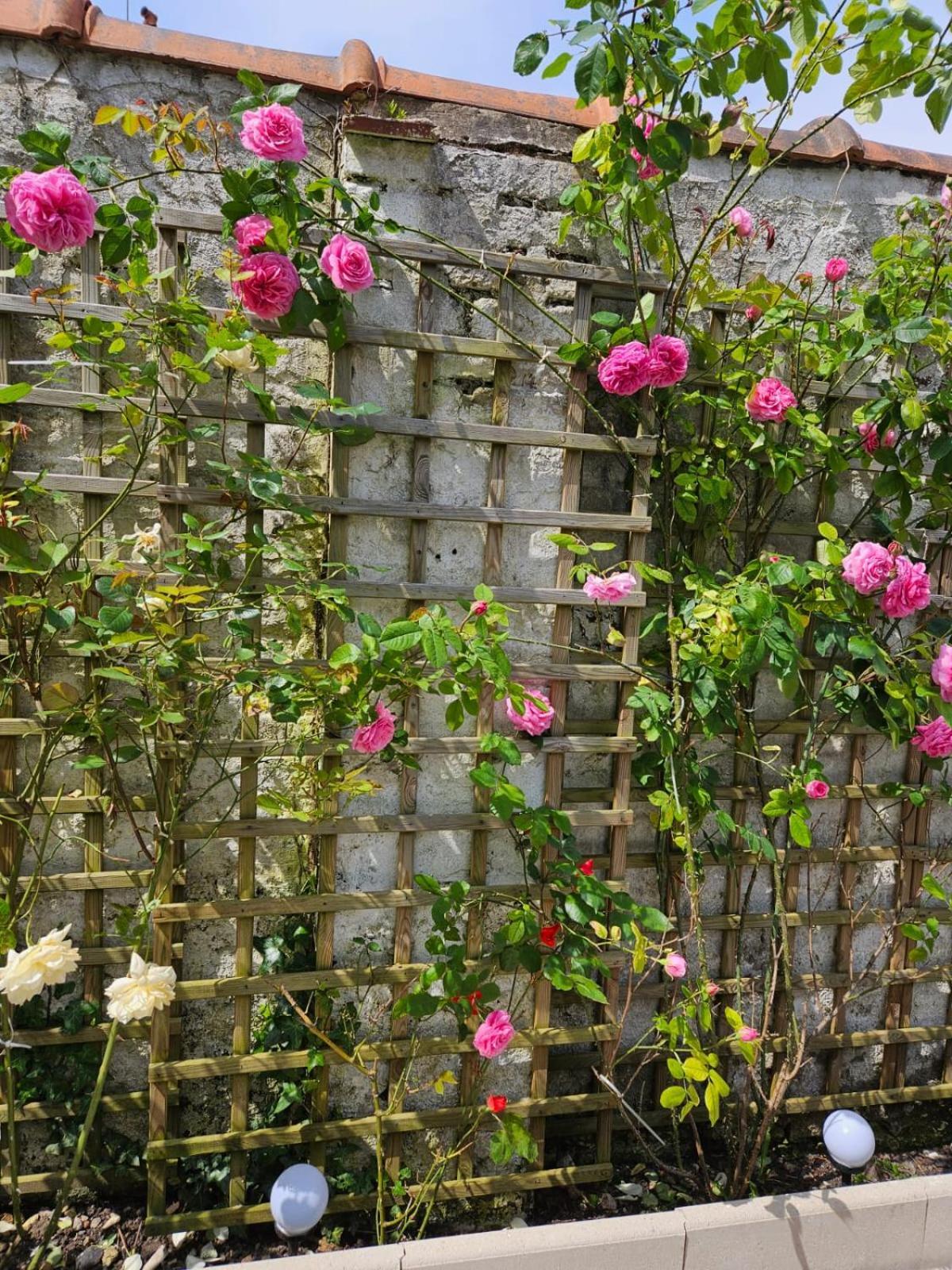 Studio Avec Jardin Rosendael Proche Plage 敦刻尔克 外观 照片